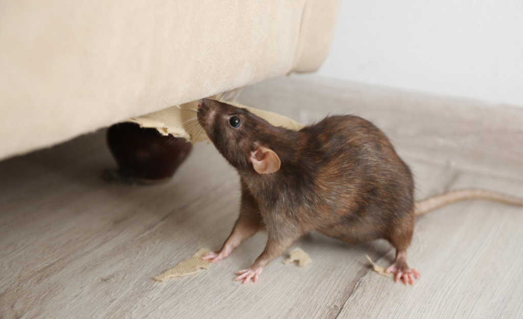 Rodent Control Pompano Beach