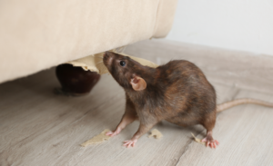 Rodent Control Pompano Beach