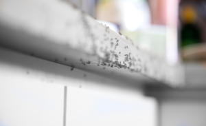 Commercial Pest Control Pompano