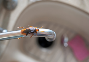professional pest removal Broward