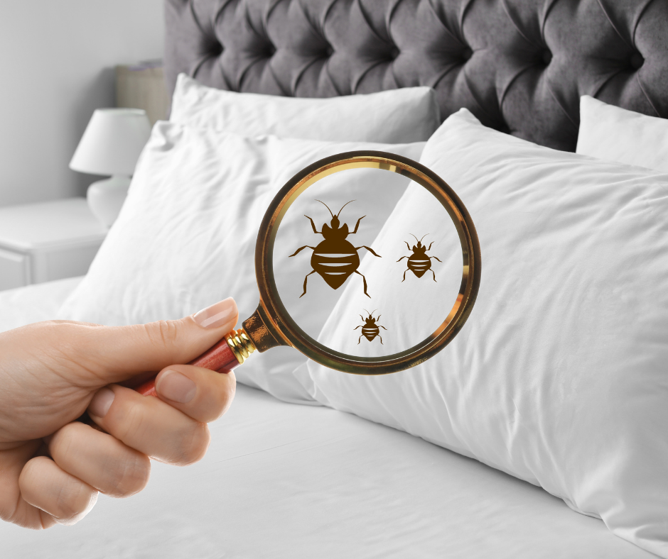 bed bugs Exterminator Broward County